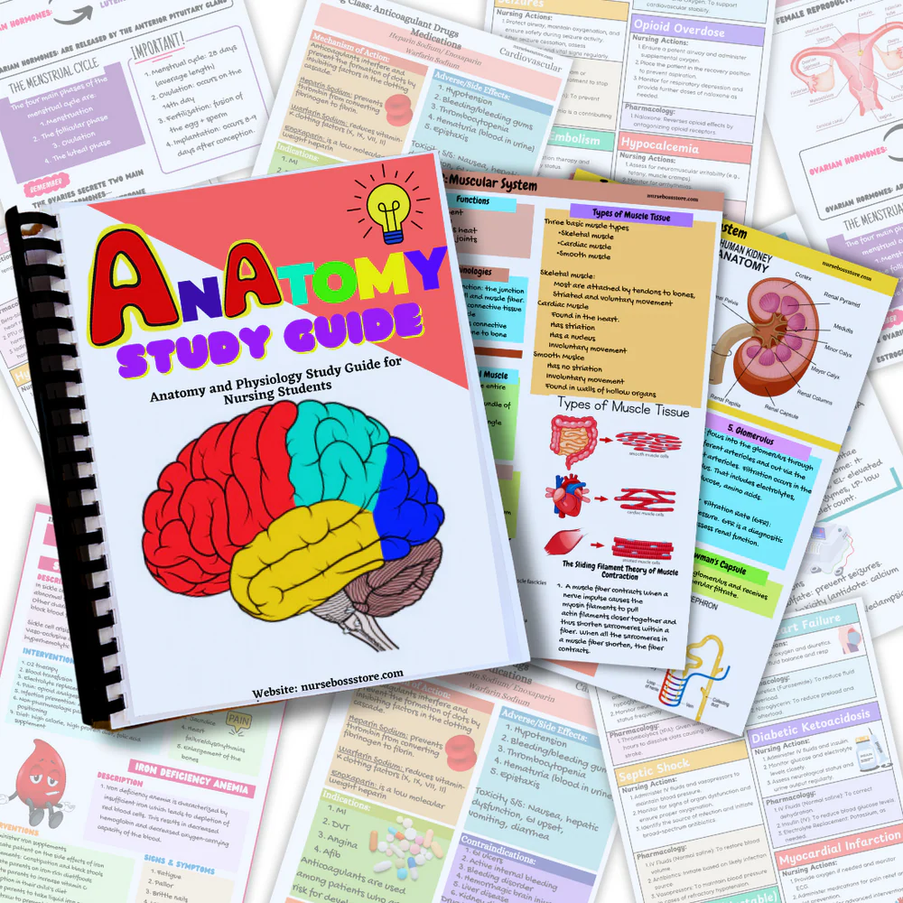 Anatomy Study Guide (Digital-PDF)
