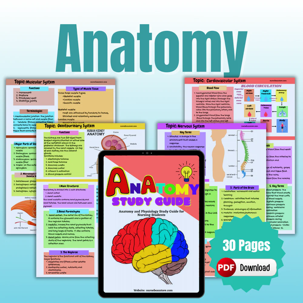 Anatomy Study Guide (Digital-PDF) - Image 2