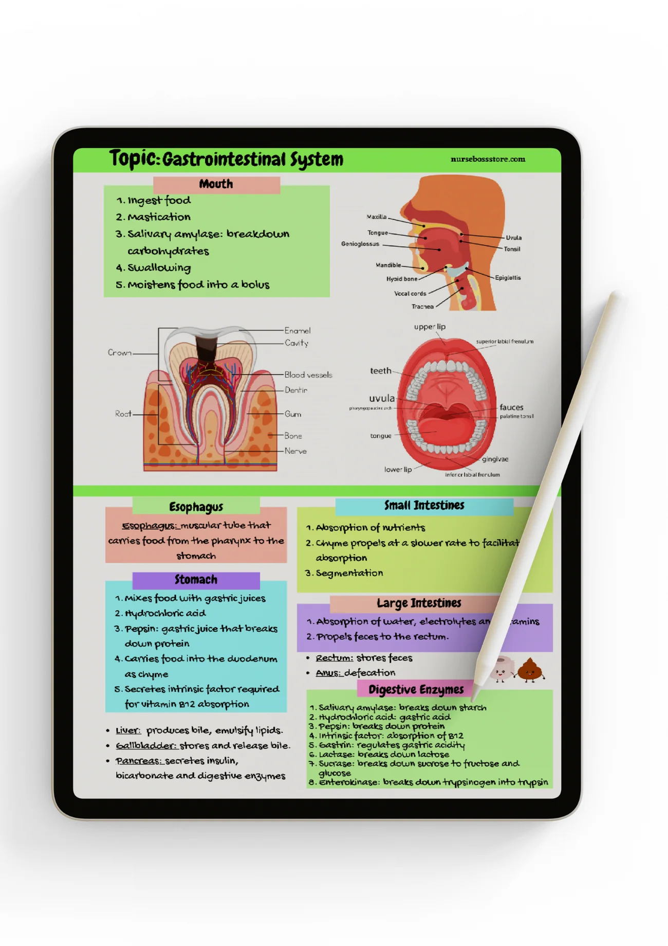 Anatomy Study Guide (Digital-PDF) - Image 4