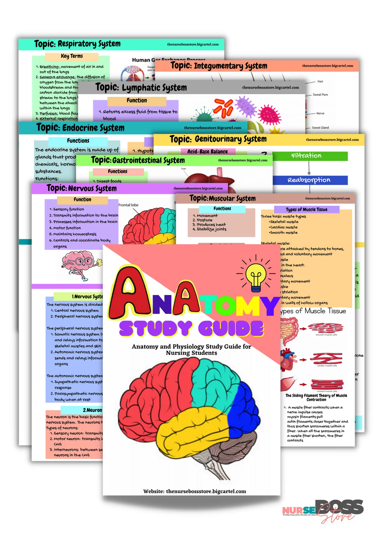 Anatomy Study Guide (Digital-PDF) - Image 3